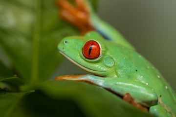 Red eyed tree frog on a coffee plant