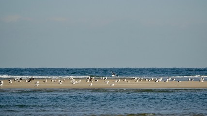 Sandbank in der Nordsee bei Ebbe, Zeeland in den Niederlanden