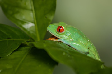 Red eyed tree frog on a coffee plant