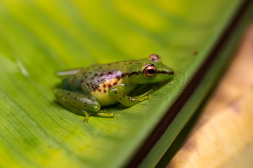 Obraz premium Young reed frog sitting on a big leaf