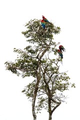 Red-and-green macaws (Ara chloropterus) grooming its feathers on tree in Manu National Park, Peru, beautiful birds in amazon rain forest, beautiful parrots, wildlife scene from nature