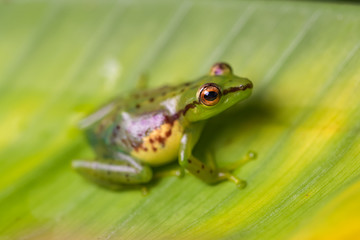 Young reed frog sitting on a big leaf