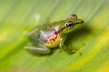 Young reed frog sitting on a big leaf