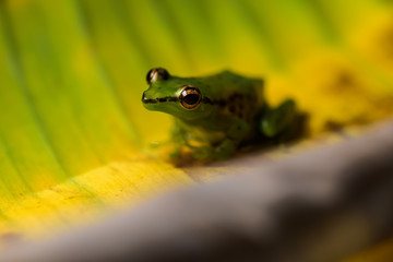 Young reed frog sitting on a big leaf