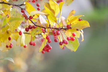 wild Apple in autumn