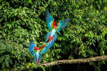 Red parrots landing on branch, green vegetation in background. Red and green Macaw in tropical forest, Peru, Wildlife scene from tropical nature. Beautiful bird in the jungle.