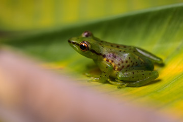 Young reed frog sitting on a big leaf