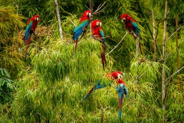 Flock of red parrots sitting on branches. Macaw flying, green vegetation in background. Red and...