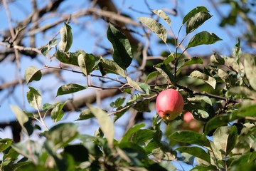Apple in autumn