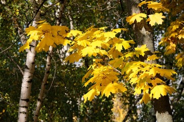 autumn maple branch
