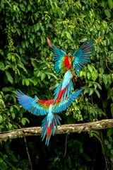 Red parrots landing on branch, green vegetation in background. Red and green Macaw in tropical forest, Peru, Wildlife scene from tropical nature. Beautiful bird in the jungle.