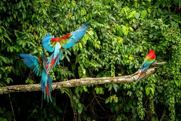 Red parrots landing on branch, green vegetation in background. Red and green Macaw in tropical forest, Peru, Wildlife scene from tropical nature. Beautiful bird in the jungle.