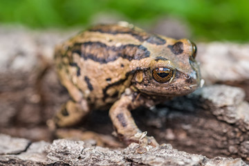 Riobamba marsupial frog on a tree bark