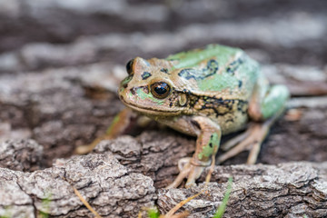Riobamba marsupial frog on a tree bark