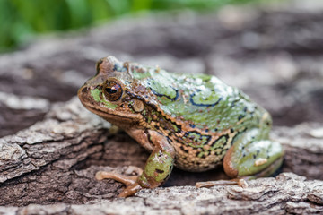 Riobamba marsupial frog on a tree bark