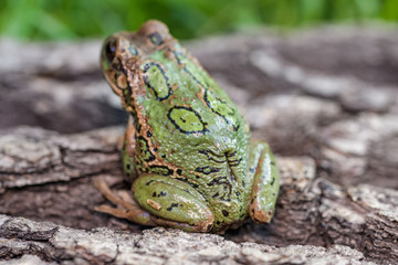 Riobamba marsupial frog on a tree bark