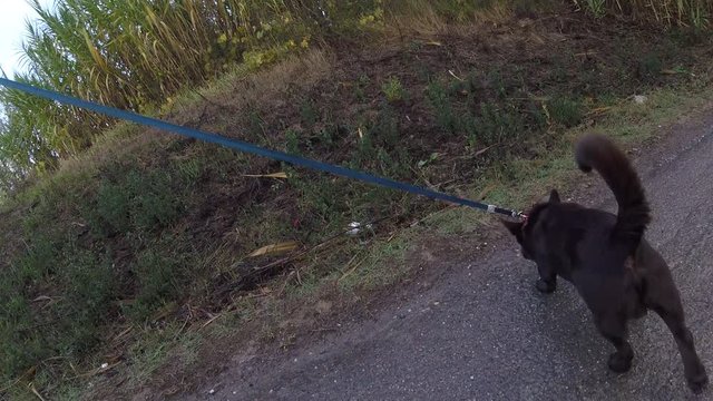 cane fiuta 