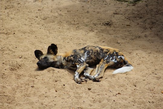 lycaons dans leur enclos