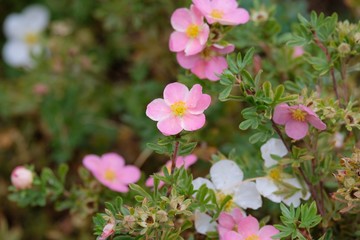 pink flowers in garden