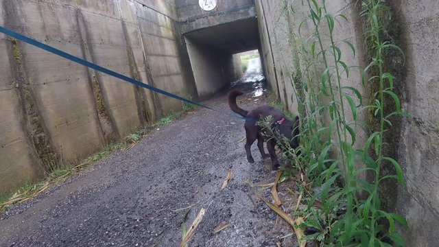cane vicino al tunnel