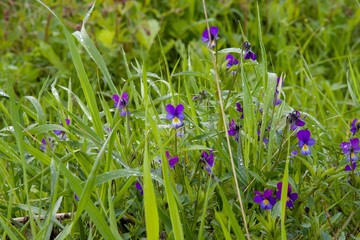 blue flowers in the grass