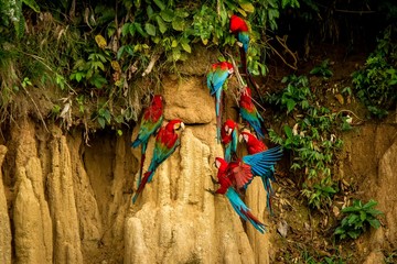 Red parrots on clay lick eating minerals, Red and green Macaw in tropical forest, Brazil, Wildlife...