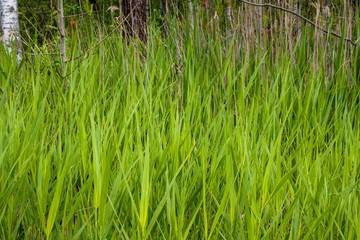 Obraz premium sedge by the river