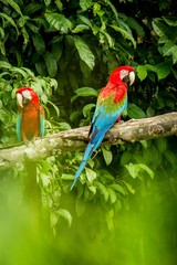 Red parrot in perching on branch, green vegetation in background. Red and green Macaw in tropical forest, Peru, Wildlife scene from tropical nature. Beautiful bird in the jungle.