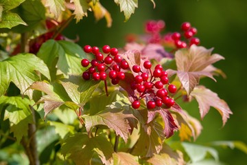 viburnum berries