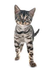 bengal kitten in studio