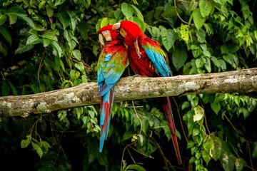 Red parrots grooming each other on branch, green vegetation in background. Red and green Macaw in tropical forest, Brazil, Wildlife scene from tropical nature. Beautiful bird in the jungle.