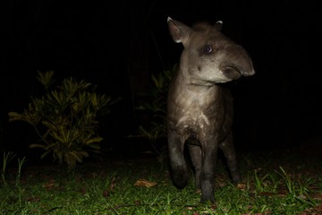 South American tapir (Tapirus terrestris) in natural habitat during night, cute baby animal with stripes, portrait of rare animal from Peru, amazonia, wildlife scene