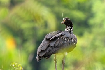 Horned Screamer - Anhima cornuta in Manu National park, Peru, bird from amazonian rain forest, green leaves in background, wildlife scene from nature