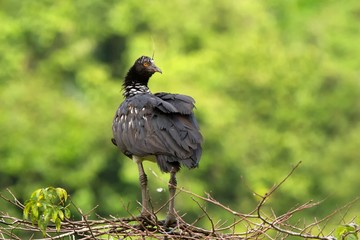 Horned Screamer - Anhima cornuta in Manu National park, Peru, bird from amazonian rain forest, green leaves in background, wildlife scene from nature