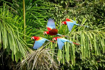 Flock of red parrot in flight. Macaw flying, green vegetation in background. Red and green Macaw in...