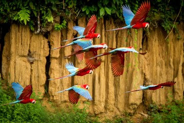 Flock of red parrot in flight. Macaw flying, green vegetation in background. Red and green Macaw in tropical forest, Peru, Wildlife scene from tropical nature. Beautiful bird in the forest.