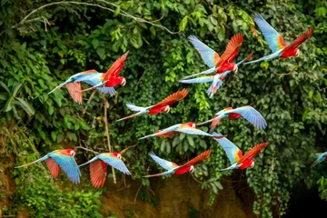 Fotobehang Flock of red parrot in flight. Macaw flying, green vegetation in background. Red and green Macaw in tropical forest, Peru, Wildlife scene from tropical nature. Beautiful bird in the forest. © Ji
