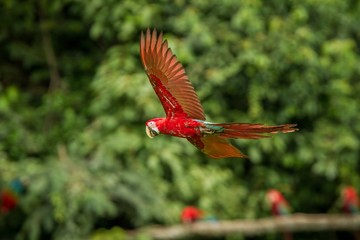 Red parrot in flight. Macaw flying, green vegetation in background. Red and green Macaw in tropical forest, Peru, Wildlife scene from tropical nature. Beautiful bird in the forest.
