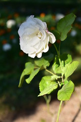 White rose closeup. Bush with green leaves, white and orange flowers background. Sun light with shadows.