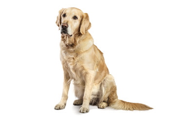 Beautiful Golden Retriever model white background. Dog with captivating and smiling relaxed look in...