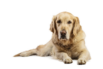 Obraz premium Beautiful Golden Retriever model white background. Dog with captivating and smiling relaxed look in the studio