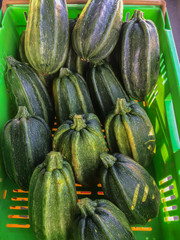 Kamo kamo - also known as kumi kumi or Maori squash or New Zealand pumpkin