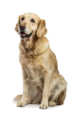 Beautiful Golden Retriever model white background. Dog with captivating and smiling relaxed look in the studio