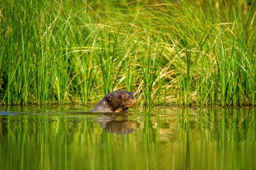 Naklejka na ściany i meble Giant otter (Pteronura brasiliensis) swims in lake in the peruvian Amazon jungle, Peru, green background, natural wildlife scene, watter animal, very inteligent creature, fishing, fish
