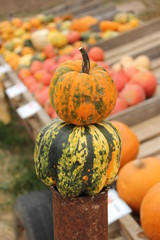 pumpkins and gourds