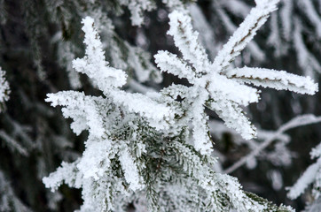 beautiful winter in the forest