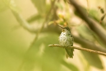 Green-and-white Hummingbird - Amazilia viridicauda, sitting on branch, bird from Peru, beautiful hummingbird sucking nectar from blossom, wildlife scenery from nature