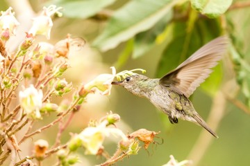 Green-and-white Hummingbird - Amazilia viridicauda, hovering next to flower, bird from Peru, beautiful hummingbird sucking nectar from blossom, wildlife scenery from nature