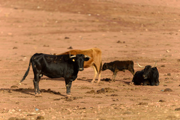 Bulls of Lidida in their herds.