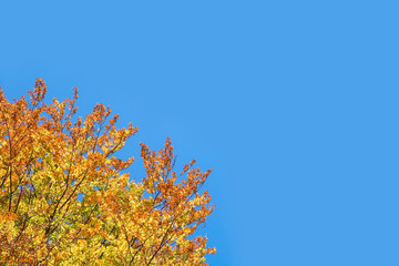 Fototapeta na wymiar golden tree leaves on blue sky, Copy space on the right, here you can insert text ot graphics